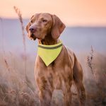 Collar Bandana Reflectante Bipols - Imagen 3
